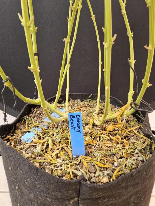 Creamy Seeds Mafia. Week 18