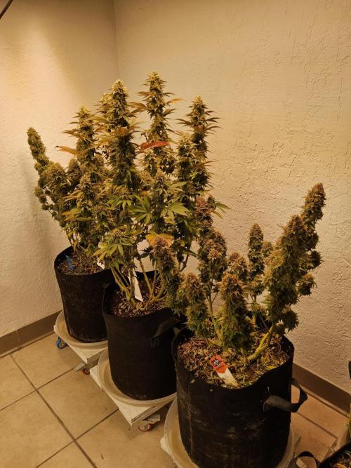 Creamy Seeds Mafia. Week 18 - A couple left to chop