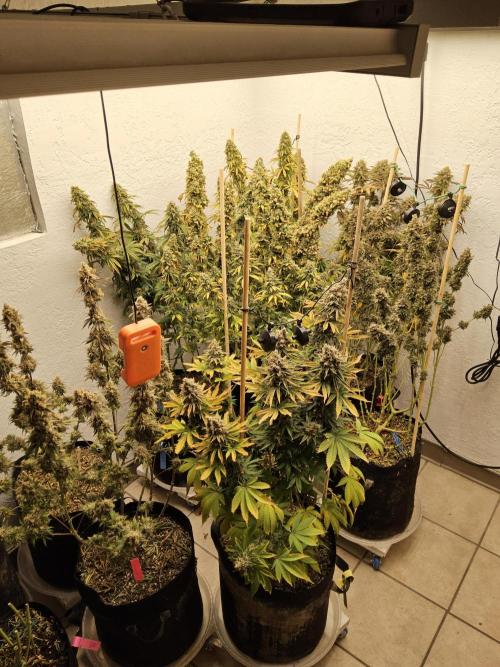 Creamy Seeds Mafia. Week 18 - A couple left to chop 