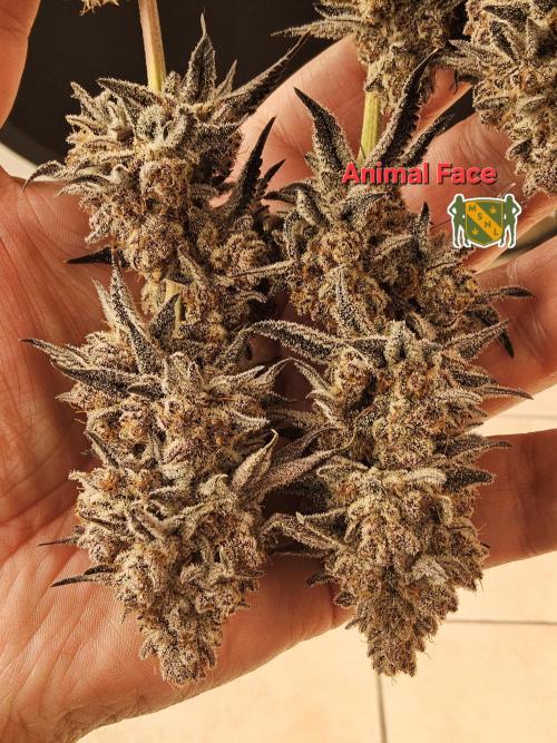 White MSNL. Week 17 - Grown last year... Animal Face 😍 