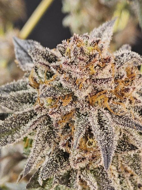 White MSNL. Week 17 - Grown last year... Animal Face 😍 