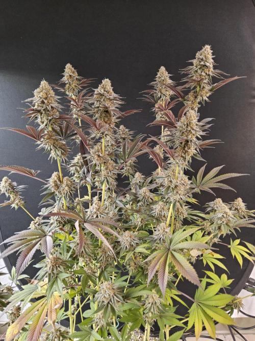 White MSNL. Week 17 - Grown last year... Animal Face 😍 