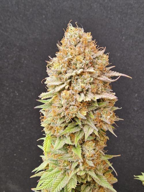 Kannabia Pink. Week 18