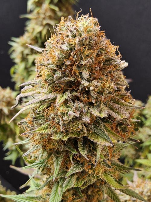 Kannabia Pink. Week 18