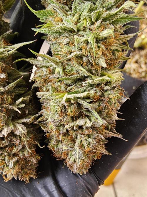 Kannabia Pink. Week 18