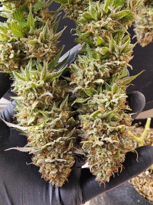 Kannabia Pink. Week 18