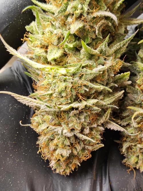 Kannabia Pink. Week 18