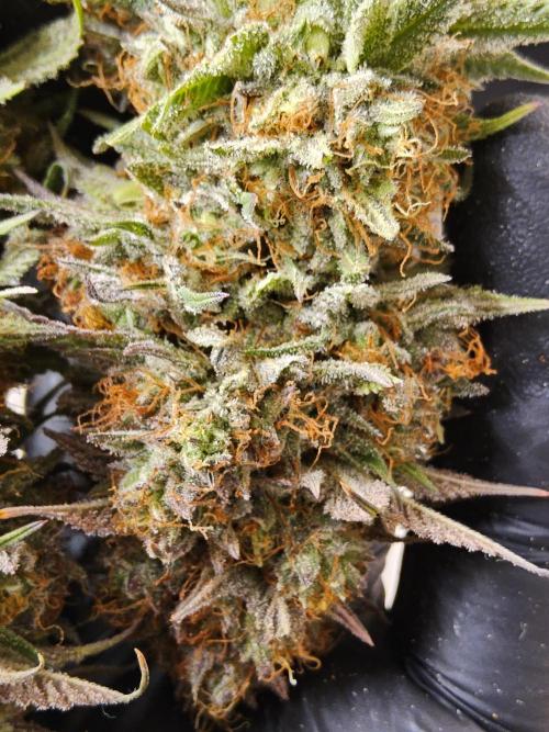 Kannabia Pink. Week 18