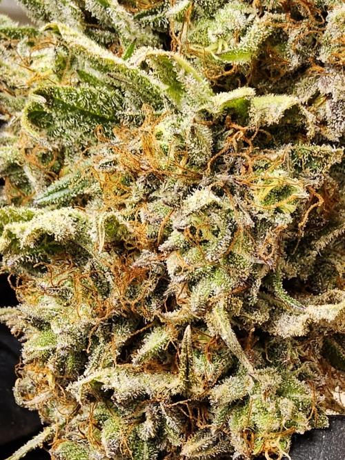 Kannabia Pink. Week 18