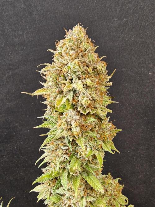 Kannabia Pink. Week 18