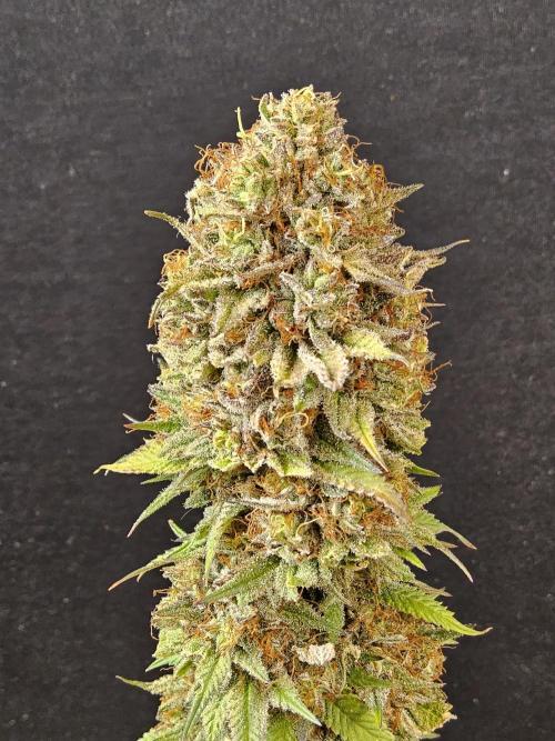 Kannabia Pink. Week 18