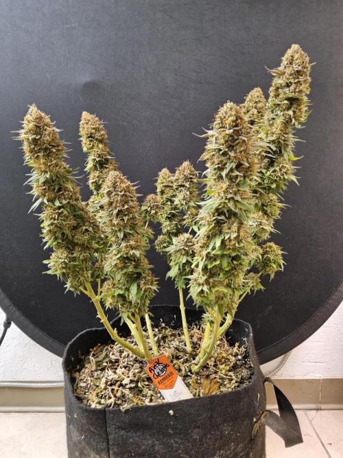 Kannabia Pink. Week 18