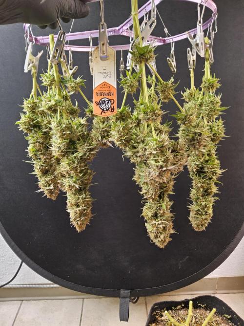 Kannabia Pink. Week 18