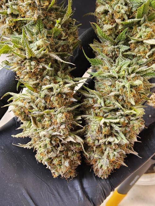 Kannabia Pink. Week 18