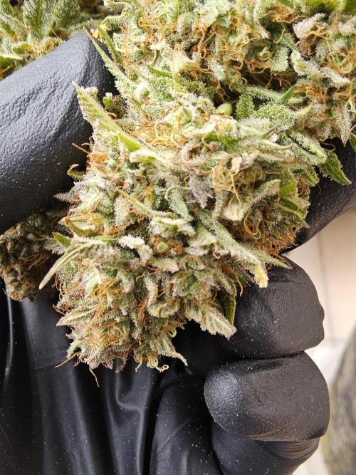 Kannabia Pink. Week 18