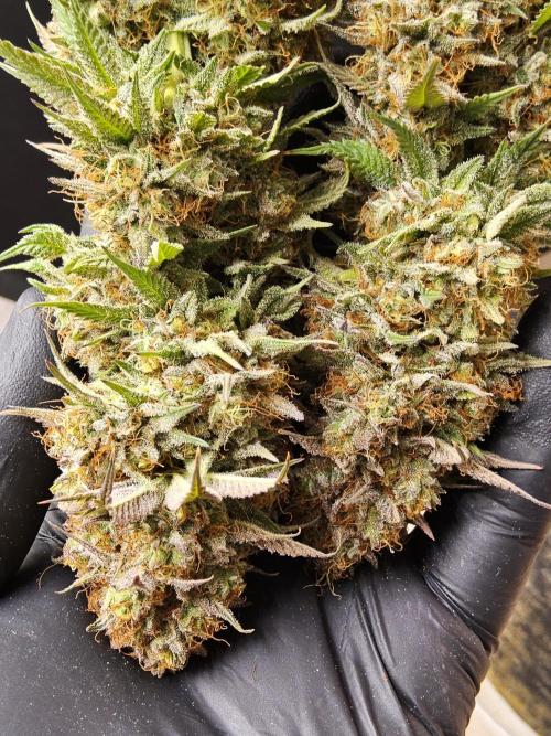 Kannabia Pink. Week 18