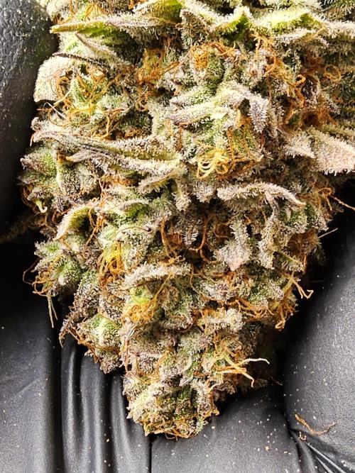 Kannabia Pink. Week 18