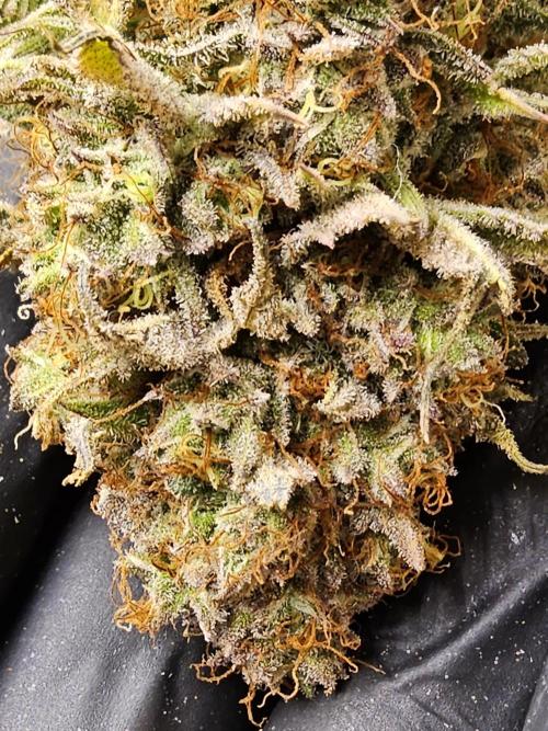 Kannabia Pink. Week 18