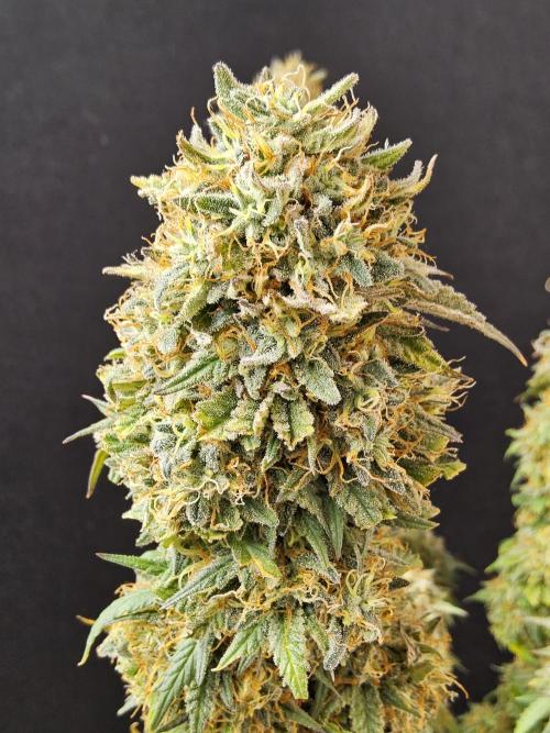 MSNL Express. Week 18