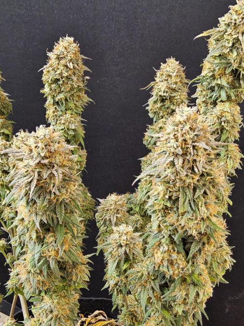 MSNL Express. Week 18