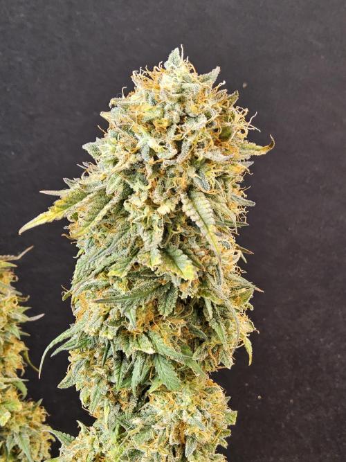 MSNL Express. Week 18