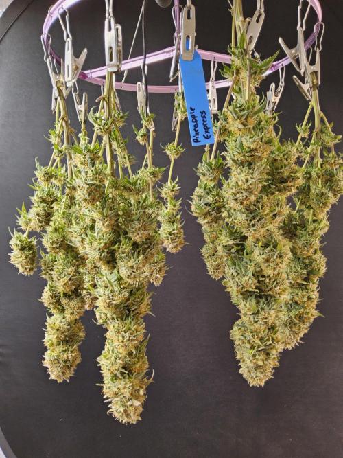 MSNL Express. Week 18