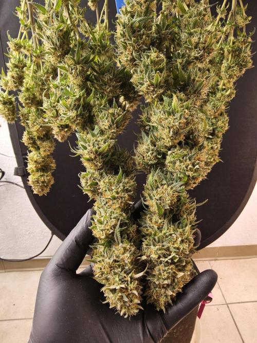 MSNL Express. Week 18