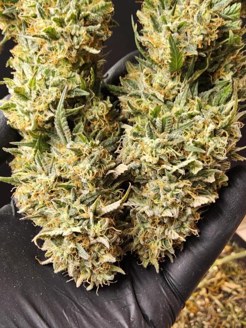 MSNL Express. Week 18