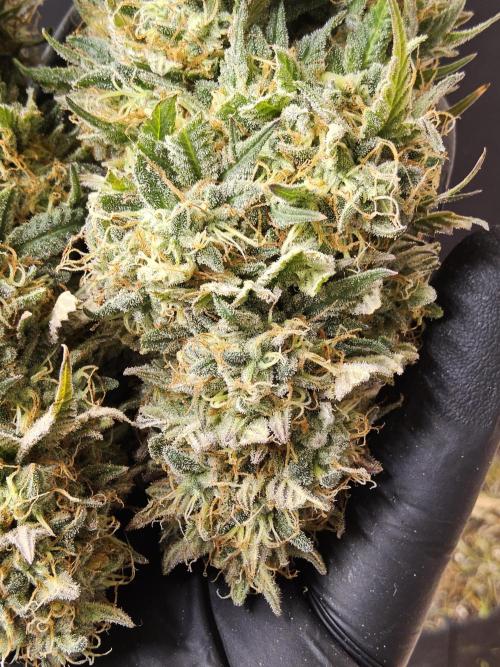 MSNL Express. Week 18