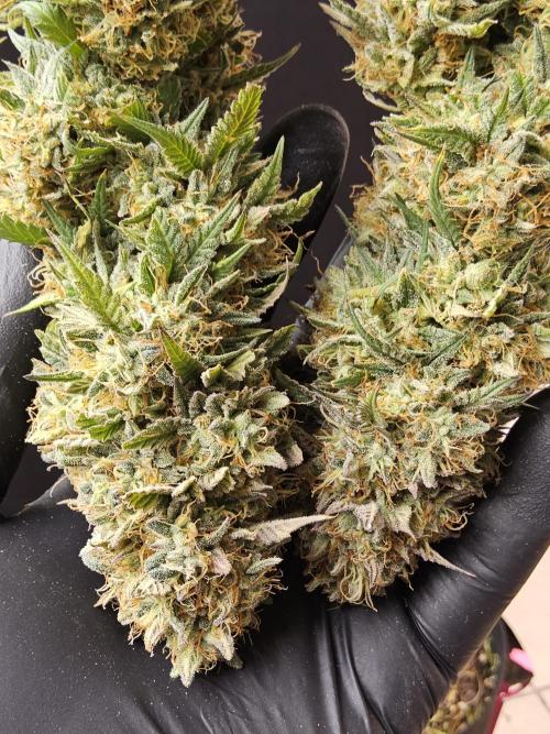 MSNL Express. Week 18