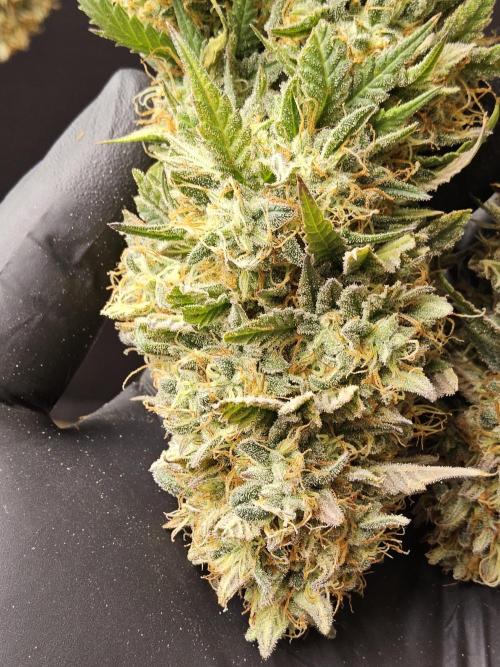 MSNL Express. Week 18