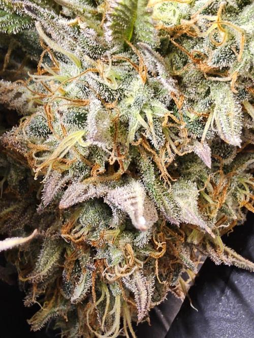 MSNL Express. Week 18