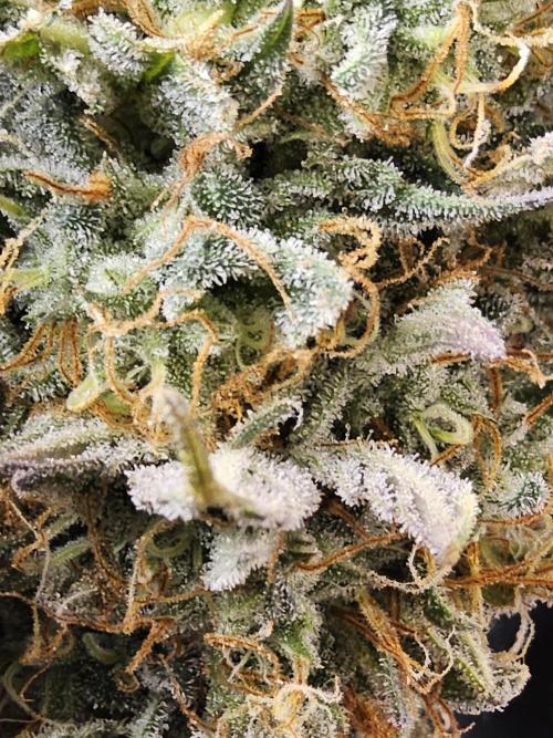 MSNL Express. Week 18