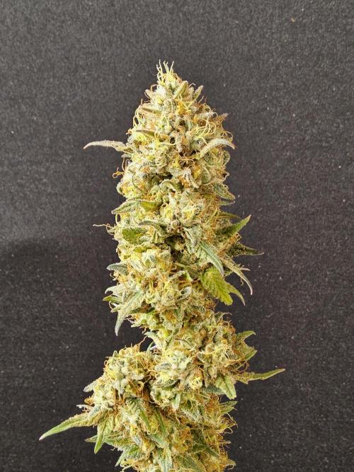 Kannabia New. Week 18