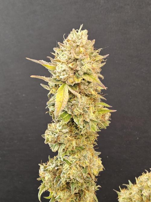 Kannabia New. Week 18