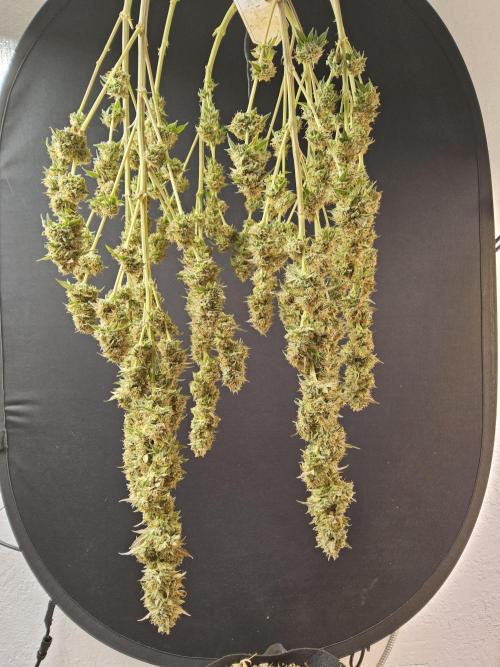 Kannabia New. Week 18