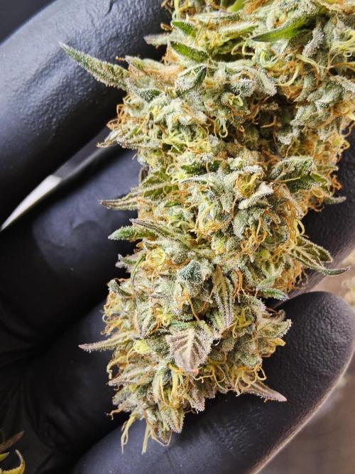 Kannabia New. Week 18