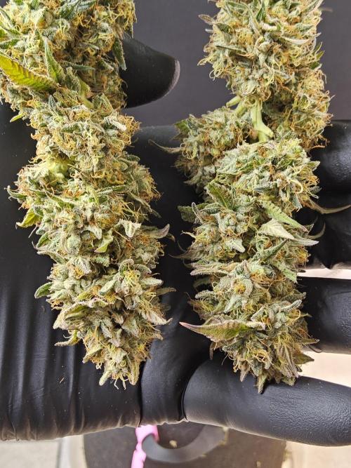 Kannabia New. Week 18