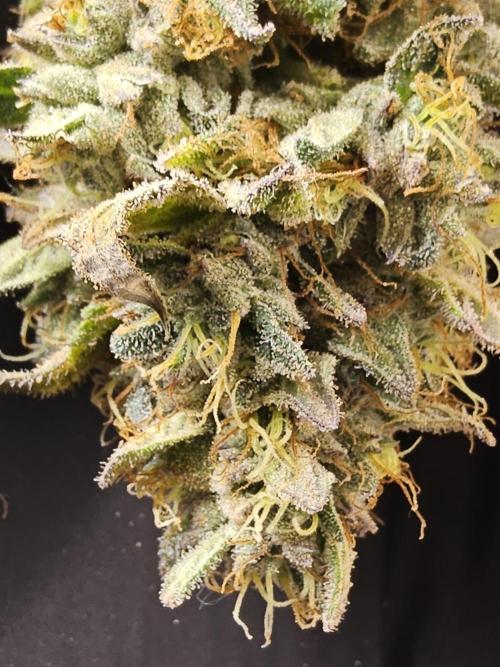 Kannabia New. Week 18