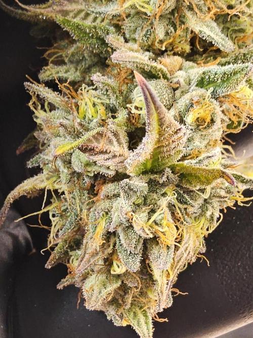 Kannabia New. Week 18