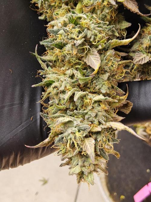 Kannabia New. Week 18