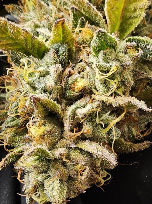 Kannabia New. Week 18