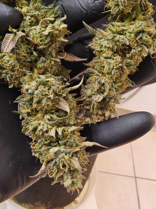 Kannabia New. Week 18