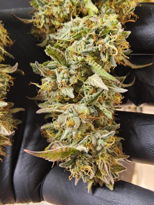 Kannabia New. Week 18