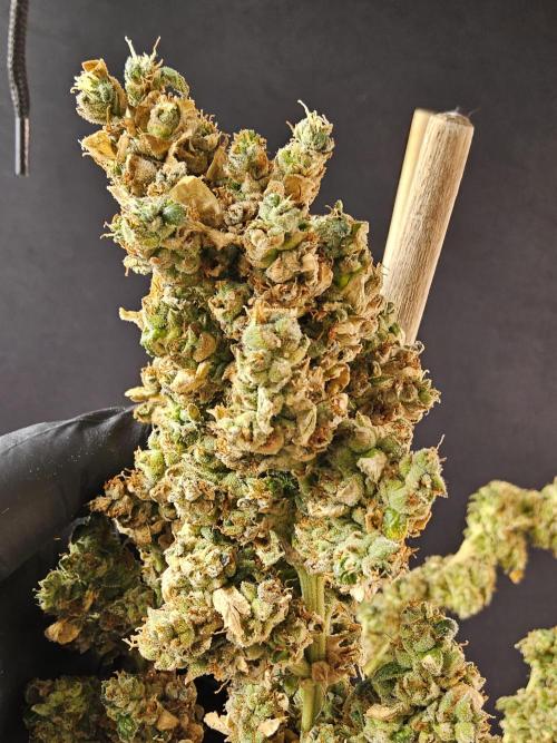 Original Bananas. Week 18