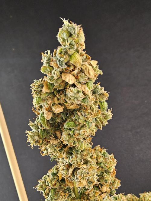 Original Bananas. Week 18