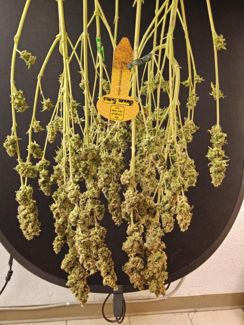 Original Bananas. Week 18