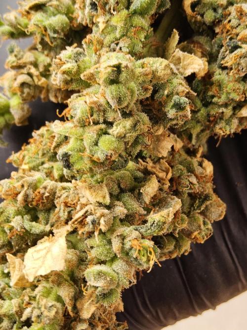 Original Bananas. Week 18