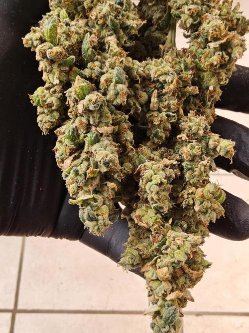 Original Bananas. Week 18