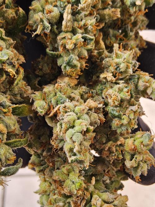 Original Bananas. Week 18